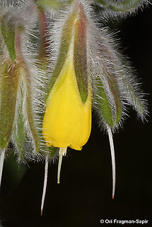 Onosma frutescens  Geotagged,Onosma frutescens,Spring