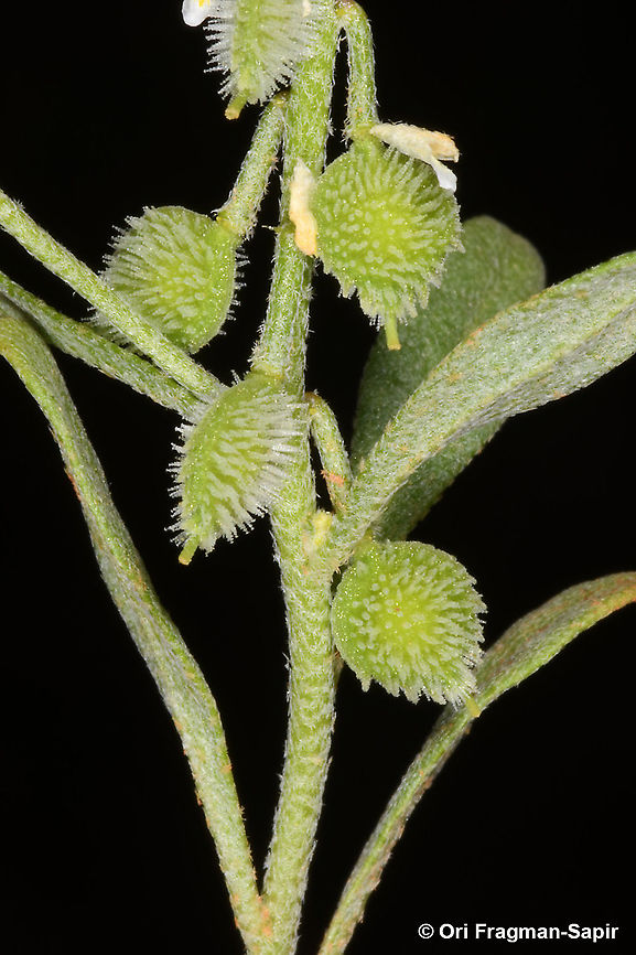 Clypeola lappacea  Clypeola lappacea,Geotagged,Spring