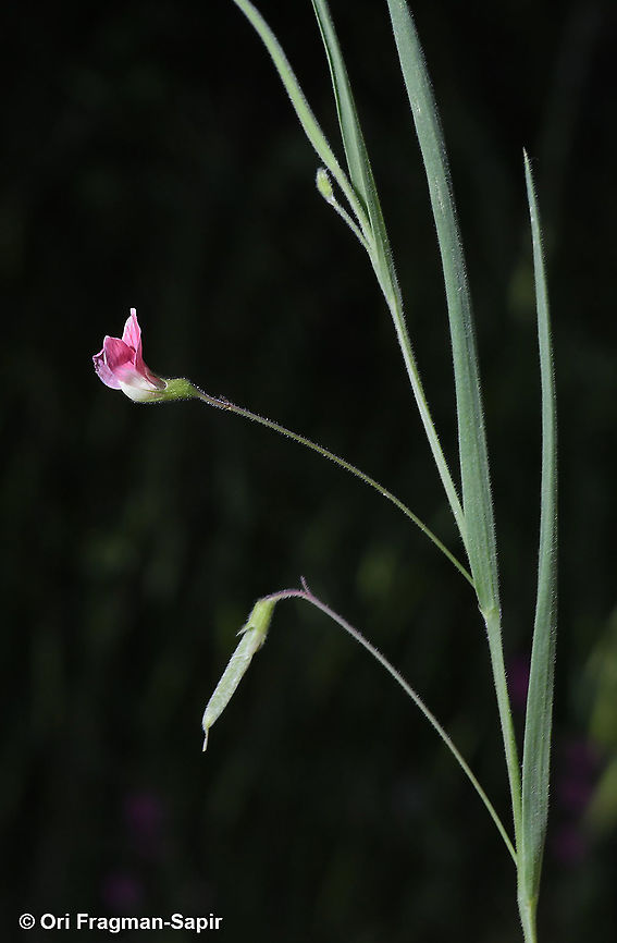 Lathyrus nissolia  Geotagged,Lathyrus nissolia,Spring