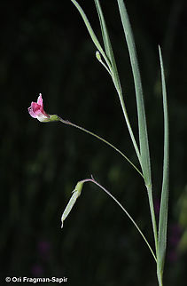 Lathyrus nissolia  Geotagged,Lathyrus nissolia,Spring