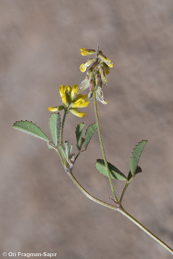 Trigonella filipes  Geotagged,Spring,Trigonella filipes