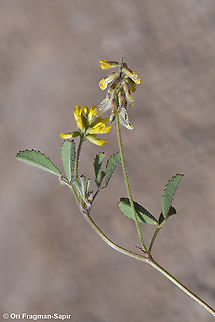 Trigonella filipes  Geotagged,Spring,Trigonella filipes