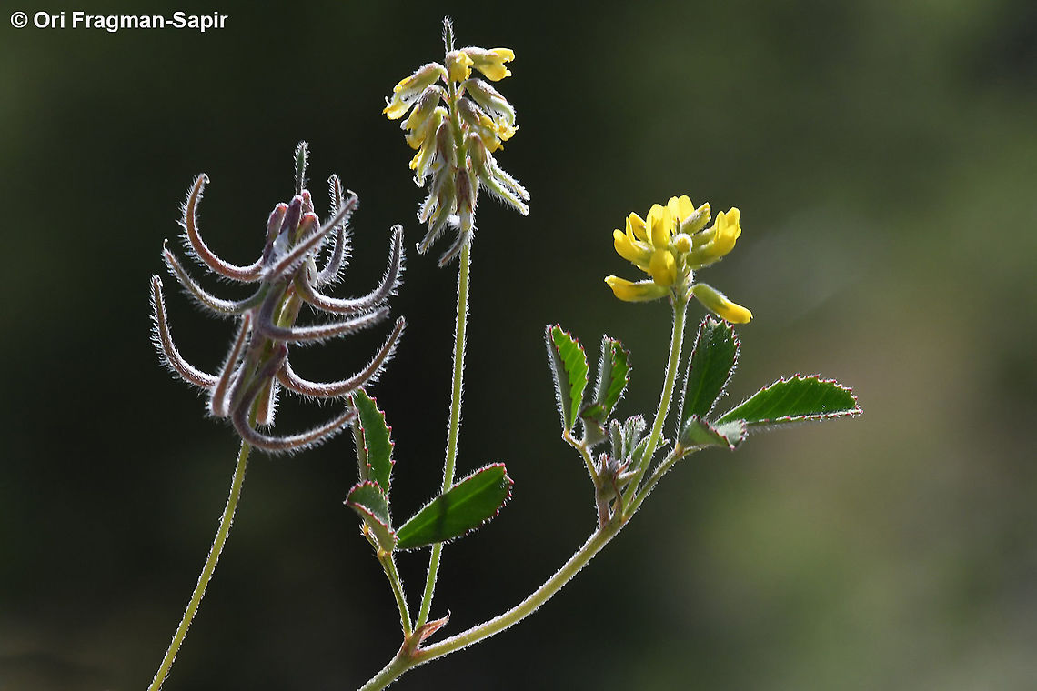Trigonella filipes  Geotagged,Spring,Trigonella filipes