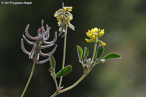 Trigonella filipes  Geotagged,Spring,Trigonella filipes