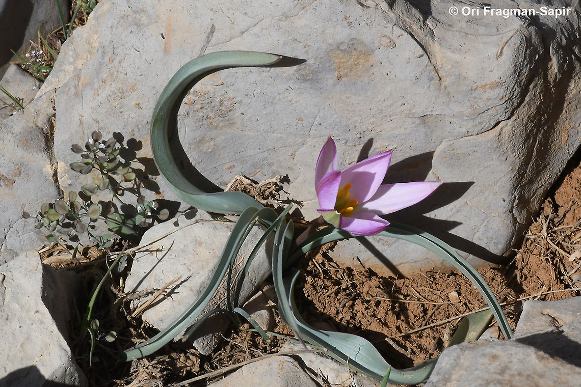 Tulipa aucheriana  Geotagged,Spring,Tulipa humilis