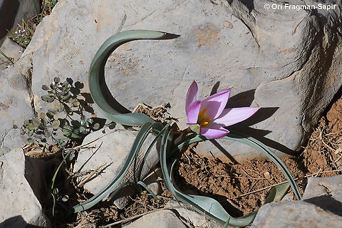 Tulipa aucheriana  Geotagged,Spring,Tulipa humilis