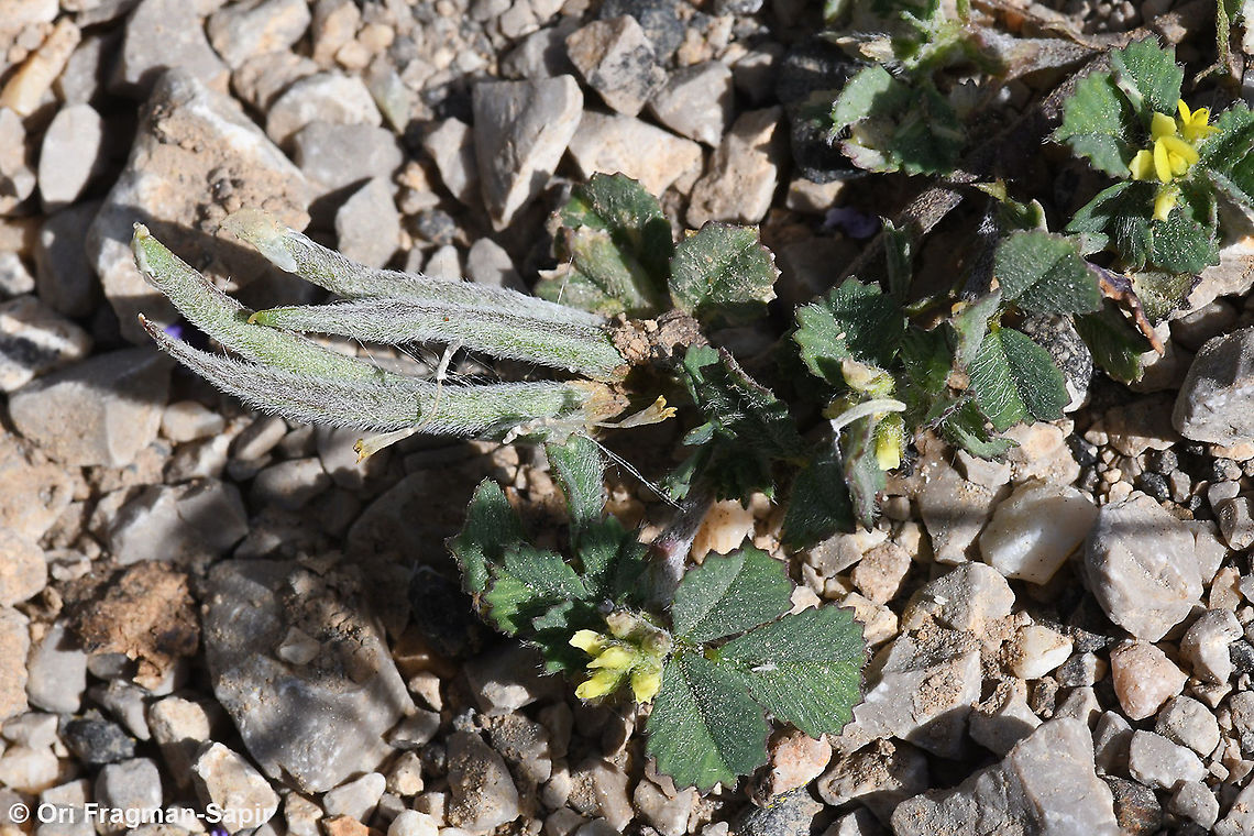 Trigonella crassipes  Geotagged,Spring,Trigonella crassipes