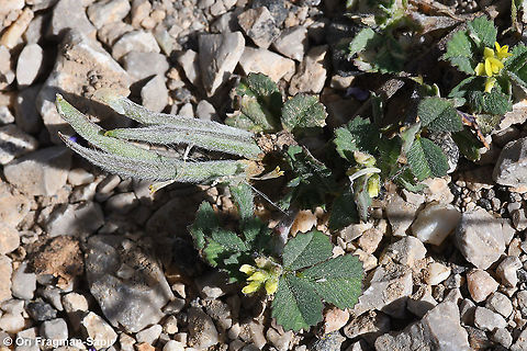 Trigonella crassipes  Geotagged,Spring,Trigonella crassipes