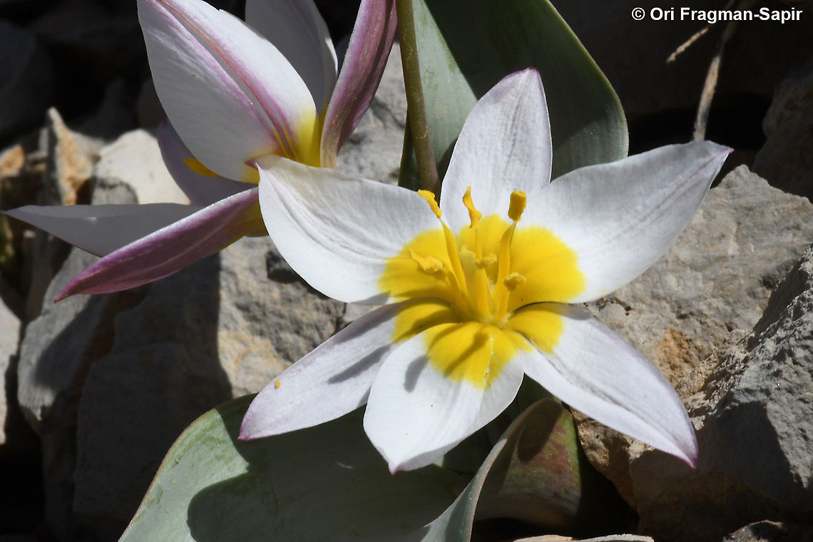 Tulipa biflora  Geotagged,Spring,Tulipa biflora
