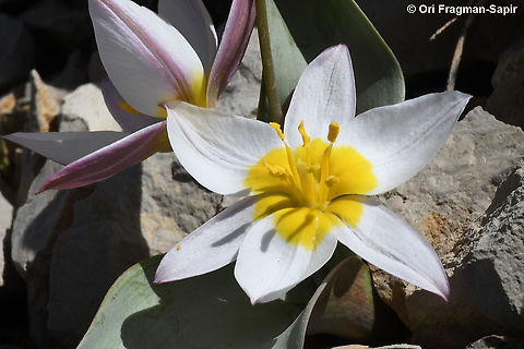 Tulipa biflora  Geotagged,Spring,Tulipa biflora