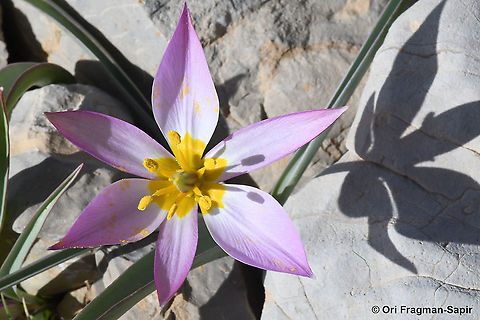 Tulipa aucheriana  Geotagged,Spring,Tulipa humilis