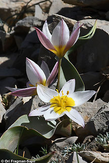Tulipa biflora  Geotagged,Spring,Tulipa biflora