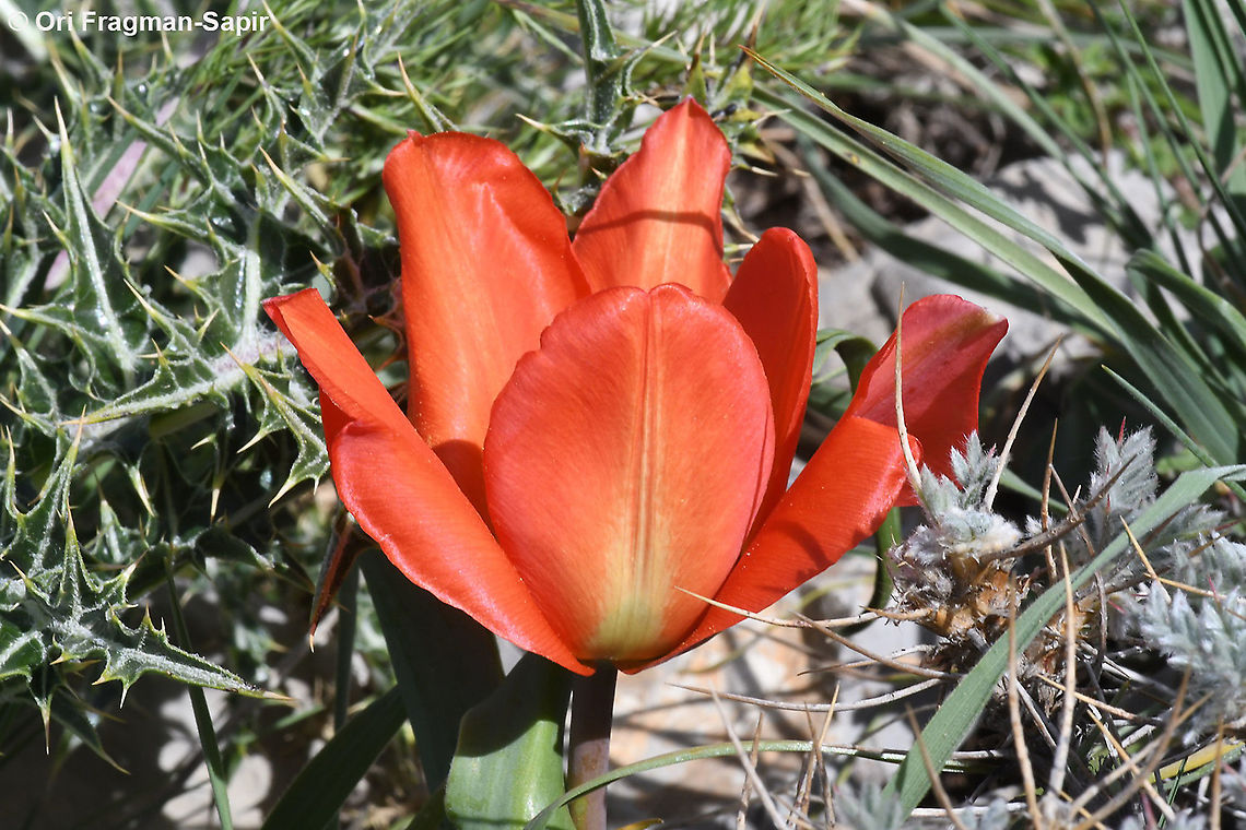 Tulipa aleppensis  Geotagged,Spring,Tulipa aleppensis