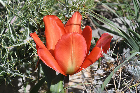 Tulipa aleppensis  Geotagged,Spring,Tulipa aleppensis