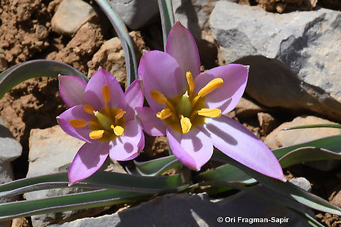 Tulipa aucheriana  Geotagged,Spring,Tulipa humilis