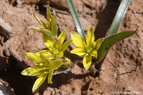 Gagea micrantha  Gagea micrantha,Geotagged,Spring