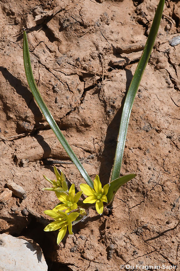 Gagea micrantha  Gagea micrantha,Geotagged,Spring