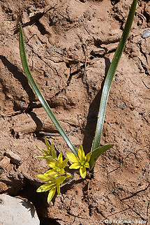 Gagea micrantha  Gagea micrantha,Geotagged,Spring