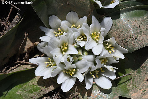 Ornithogalum lanceolatum  Geotagged,Ornithogalum lanceolatum,Spring