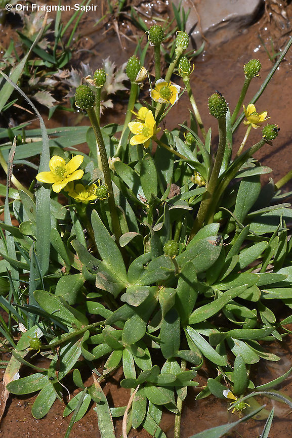 Ranunculus myosuroides  Geotagged,Ranunculus myosuroides,Spring
