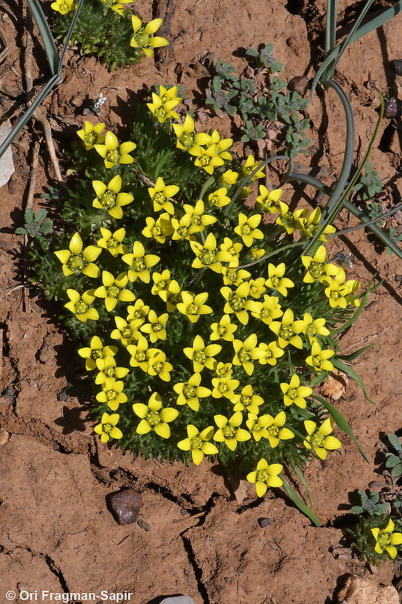 Ceratocephala falcata  Ceratocephala falcata,Geotagged,Spring