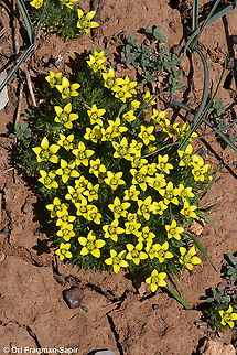 Ceratocephala falcata  Ceratocephala falcata,Geotagged,Spring