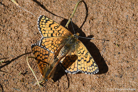 Melitaea ornata  Eastern Knapweed Fritillary,Geotagged,Melitaea ornata,Spring