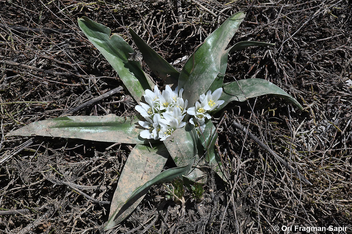 Ornithogalum lanceolatum  Geotagged,Ornithogalum lanceolatum,Spring