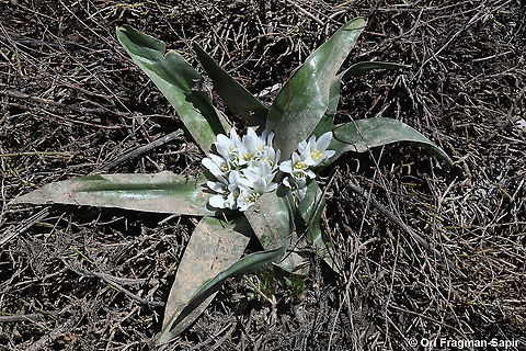 Ornithogalum lanceolatum  Geotagged,Ornithogalum lanceolatum,Spring