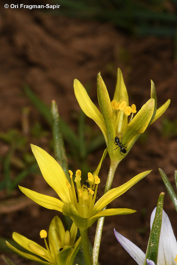 Gagea liotardii  Gagea liotardii,Geotagged,Spring