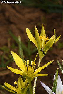 Gagea liotardii  Gagea liotardii,Geotagged,Spring