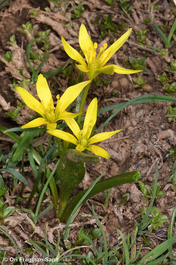 Gagea liotardii  Gagea liotardii,Geotagged,Spring