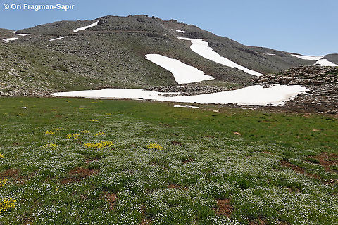 Cerastium dubium  Cerastium dubium,Geotagged,Spring