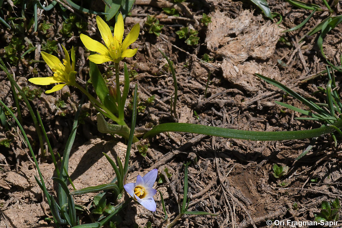 Gagea liotardii  Gagea liotardii,Geotagged,Spring