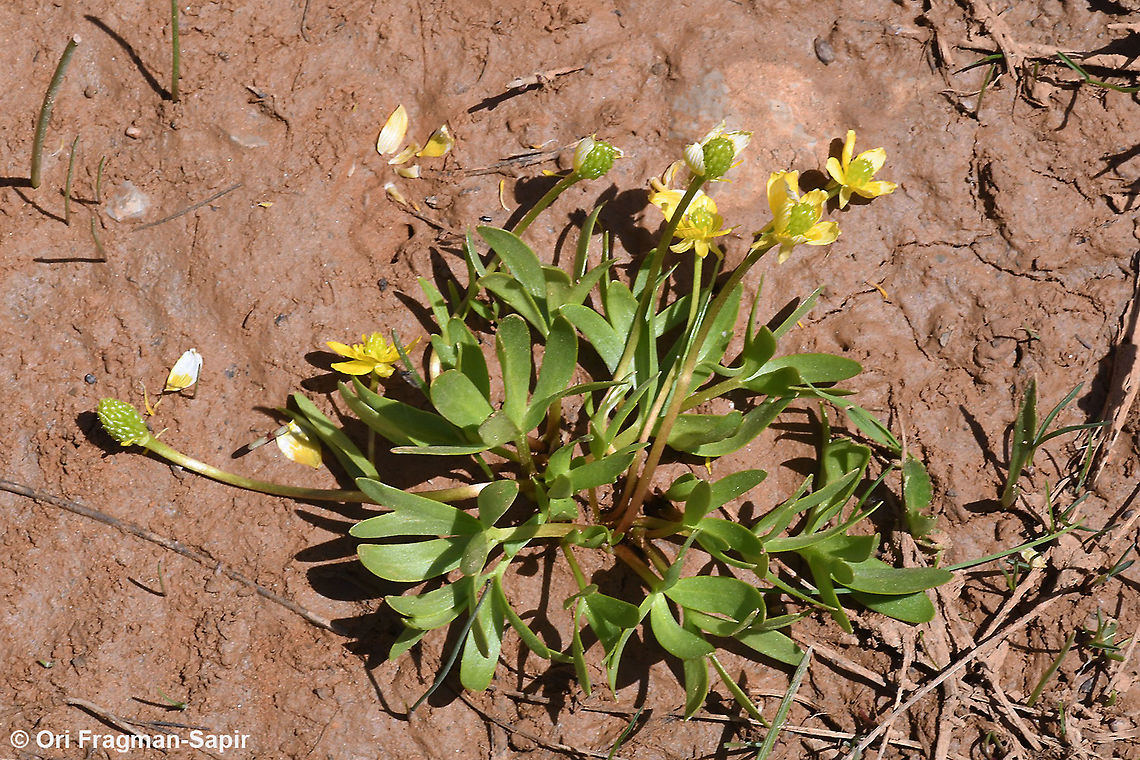 Ranunculus myosuroides  Geotagged,Ranunculus myosuroides,Spring
