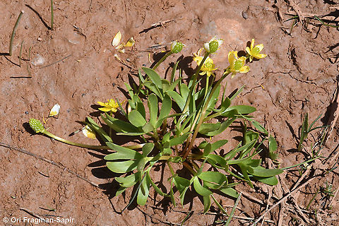 Ranunculus myosuroides  Geotagged,Ranunculus myosuroides,Spring