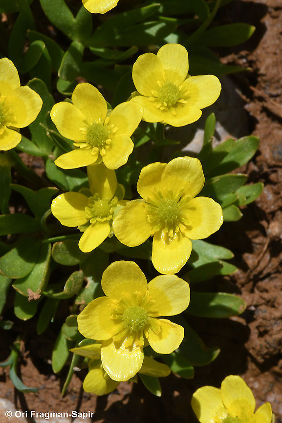 Ranunculus myosuroides  Geotagged,Ranunculus myosuroides,Spring