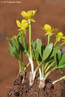 Ranunculus myosuroides  Geotagged,Ranunculus myosuroides,Spring