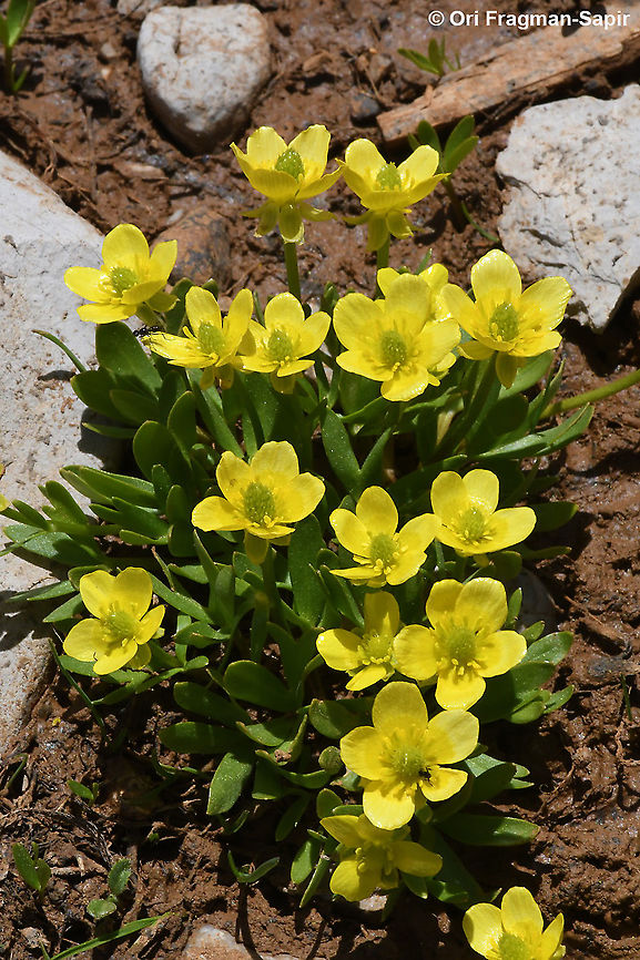Ranunculus myosuroides  Geotagged,Ranunculus myosuroides,Spring