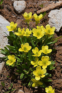Ranunculus myosuroides  Geotagged,Ranunculus myosuroides,Spring