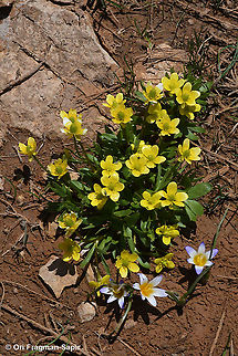 Ranunculus myosuroides Ranunculus myosuroides with Romulea nivalis Geotagged,Ranunculus myosuroides,Spring