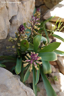 Bellevalia hermonis  Bellevalia hermonis,Geotagged,Spring