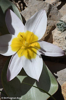 Tulipa biflora  Geotagged,Spring,Tulipa biflora