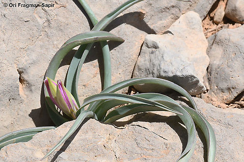 Tulipa aucheriana  Geotagged,Spring,Tulipa humilis