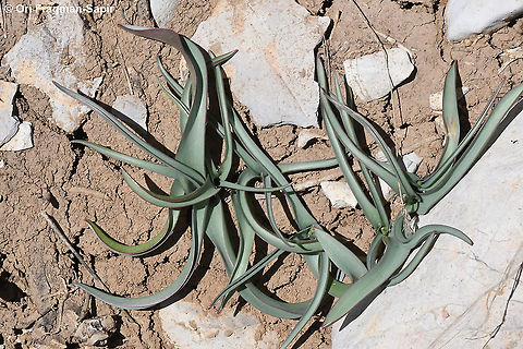 Tulipa aucheriana  Geotagged,Spring,Tulipa humilis