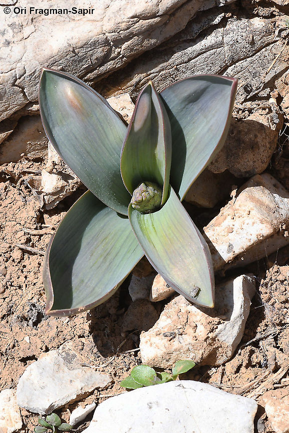 Bellevalia hermonis  Bellevalia hermonis,Geotagged,Spring