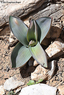 Bellevalia hermonis  Bellevalia hermonis,Geotagged,Spring