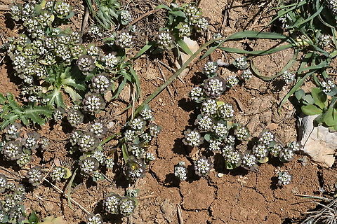 Noccaea platycarpa  Geotagged,Noccaea platycarpa,Spring