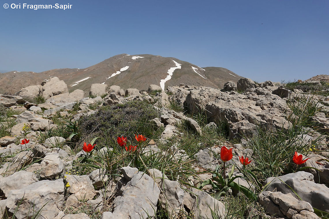 Tulipa aleppensis  Geotagged,Spring,Tulipa aleppensis