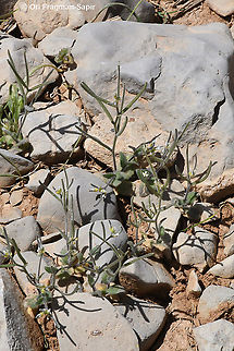 Arabis aucheri  Arabis aucheri,Geotagged,Spring